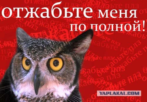 Киса хочет жабы