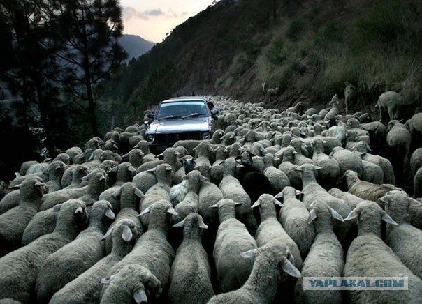 Курбан байрам в Москве, без комментариев...
