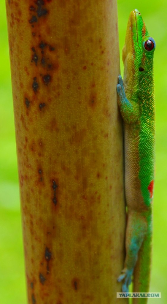 Путешествие на Гавайи