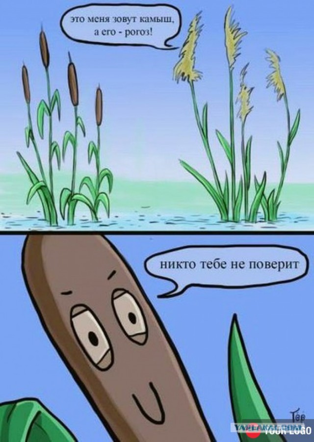 Рогоз как природный фильтр для воды