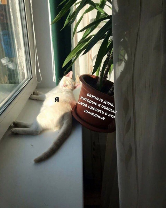 К котовторнику: подборка картинок-баянов с котиками и про котиков. Выпуск 32.