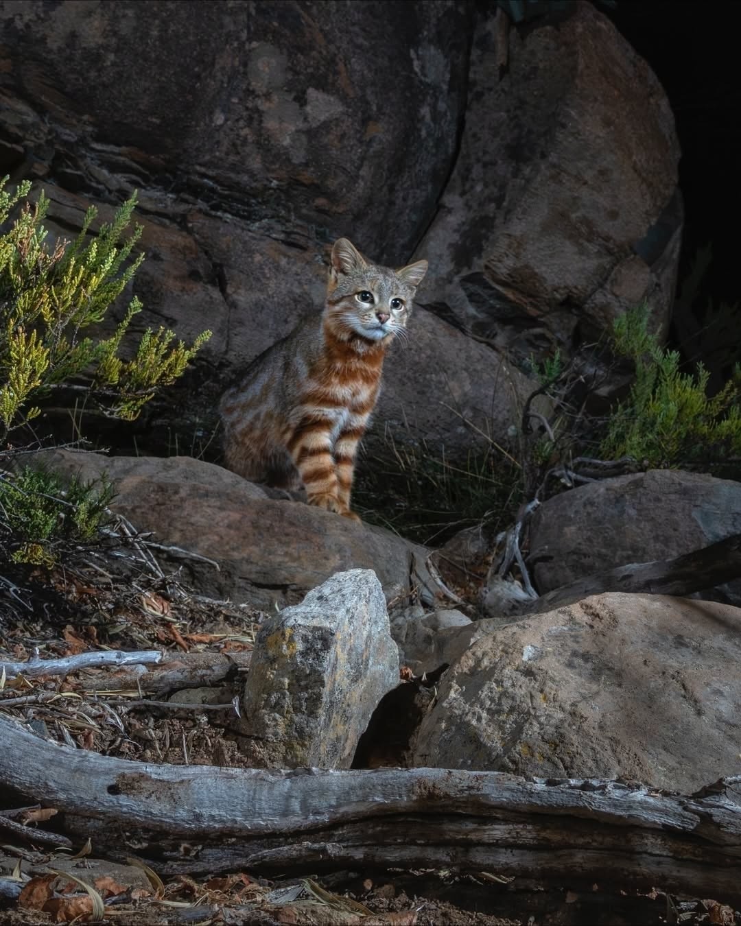 Ещё интересное про пампасских кошек