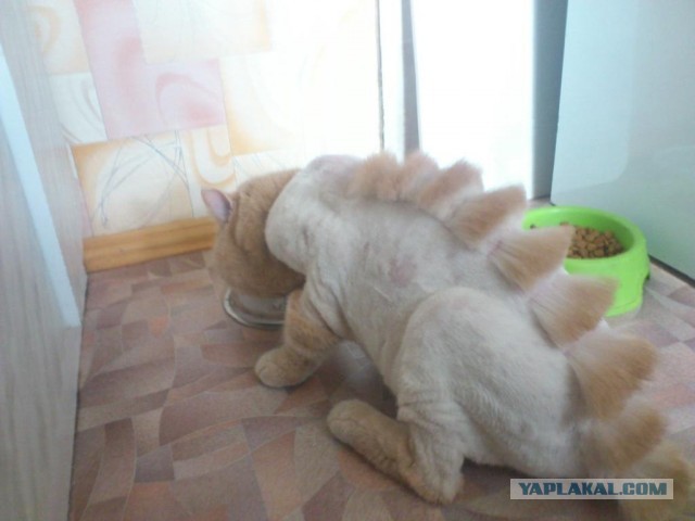 Подстригли кота