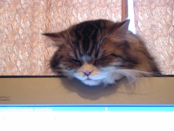 Котовторник  25.03.2014