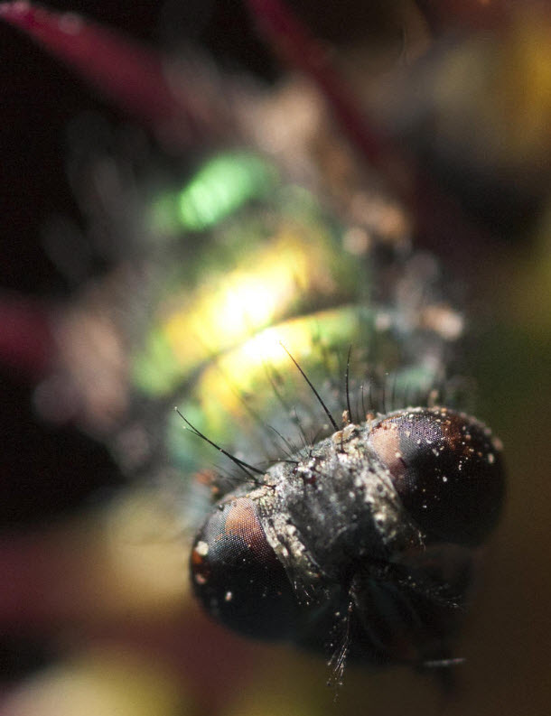 Выставка хищных растений в Колумбии