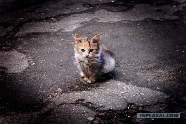 Кто любит котеек так как я?