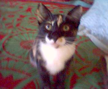 Коты, кошки, котята