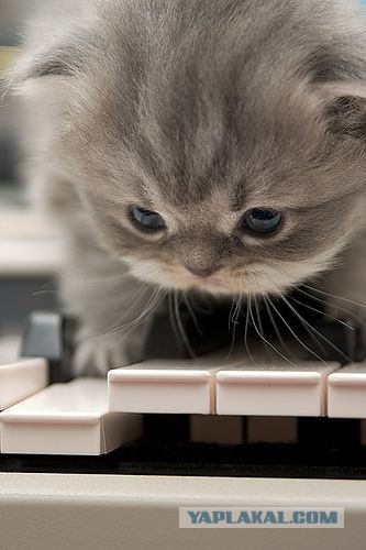 Котовторник