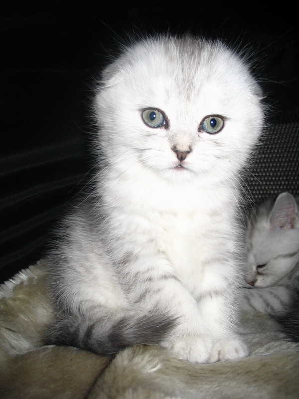 Коты, кошки, котята