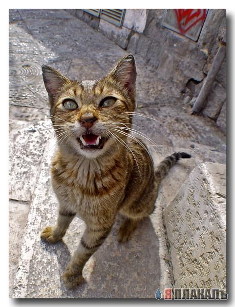 Коты, кошки, котята