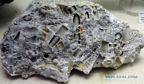 Кто жил на ЭТОЙ планете до нас?