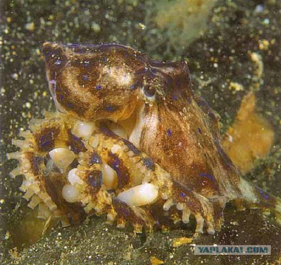 Скоро во всех гнёздах страны!... и не только