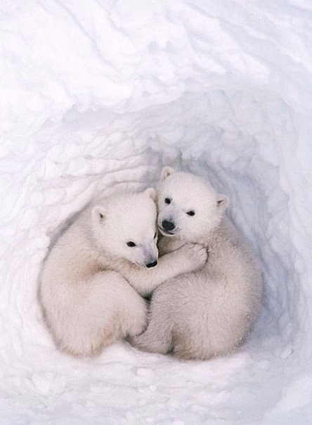 Самые смешные животные