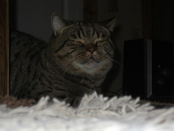Коты и Кошки