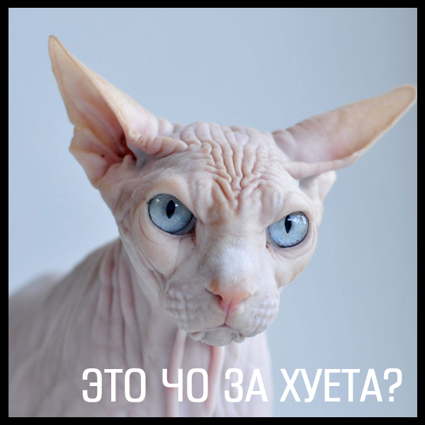 Дикий мясотряс 21+