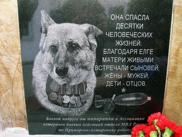 Собаку-сапера проводили в последний путь с почестями, достойными героя войны