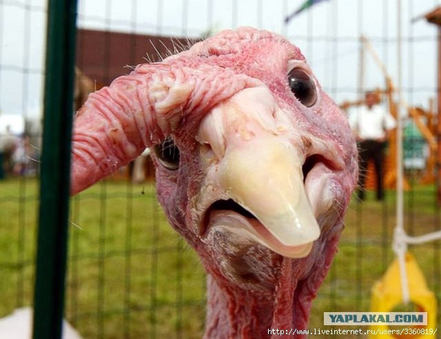 Летнее окрыление!