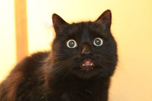 Коты и Кошки