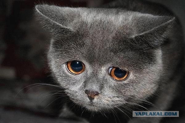 Невероятно грустный кот