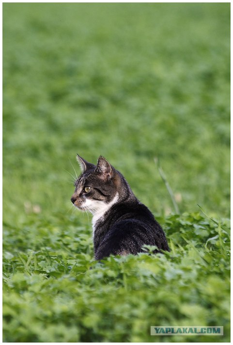 Котовторник на ЯПлакалъ! От числа 09.09.08