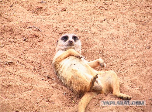Кошак в шоке
