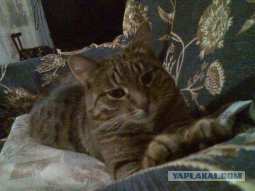 Котовторник