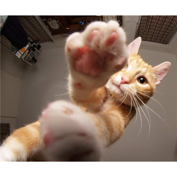 Котовторник на 6 июля