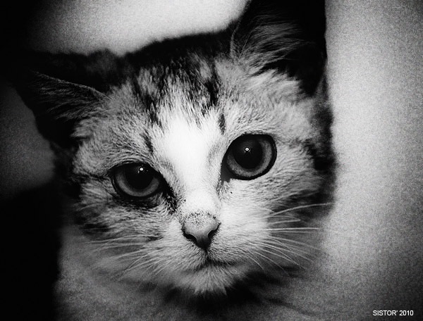 Как же можно про котовторник забыть?!