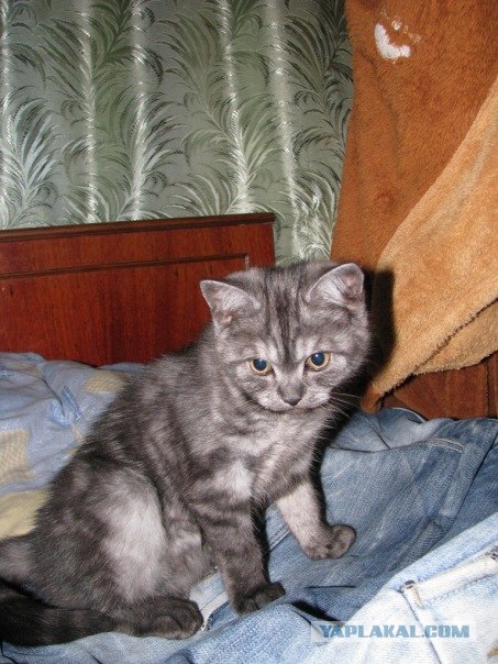 Котовторник 4.01.2011 - первый котовторник года