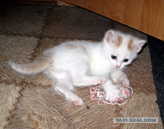 Котовторник 25.01.2011
