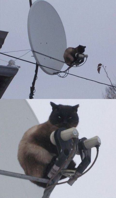 Немного милоты