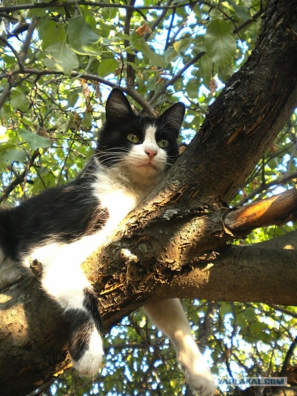 Котовторник 1.11.11