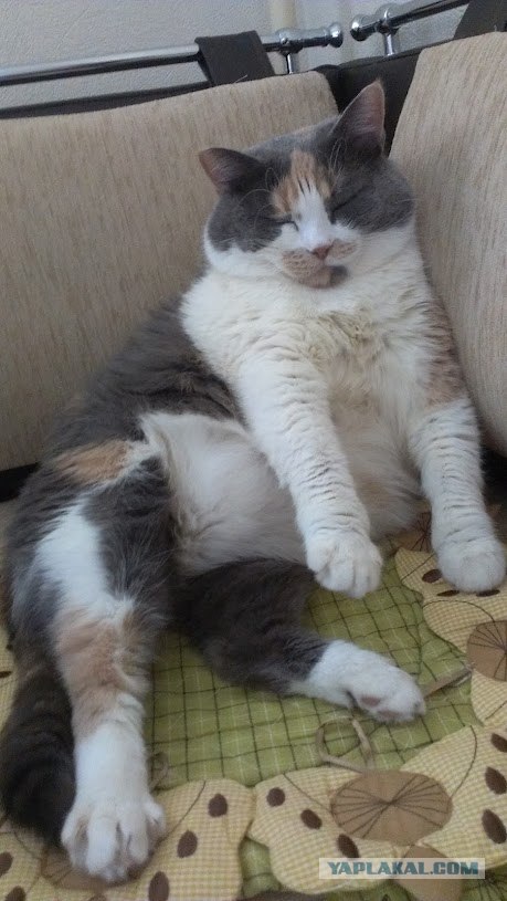 Котовторник   5.06.2012