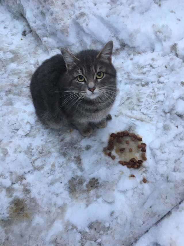 Прикольных котов пост