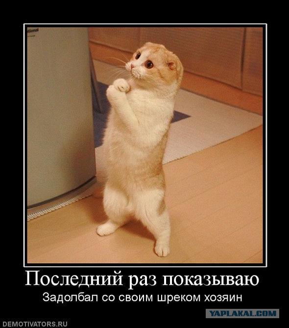 Котовторник  28.08.12