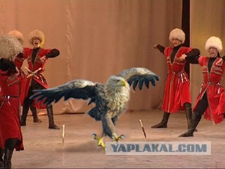 Суровый орел