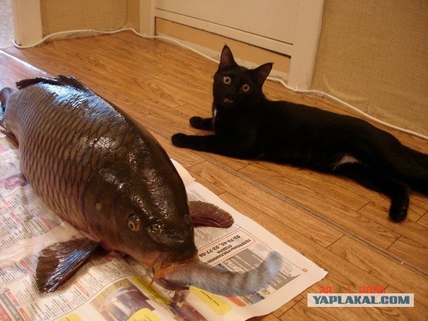 Фотожаба: котейка в шоке