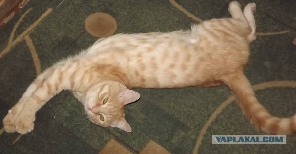 Кот и точка