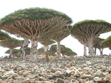 Остров Sotra, в Йемене