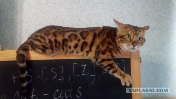 Муська отдыхает на двери
