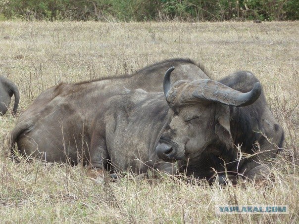 AFRICA - (Эфиопия,Кения,Танзация) 4-16 ноября 2011