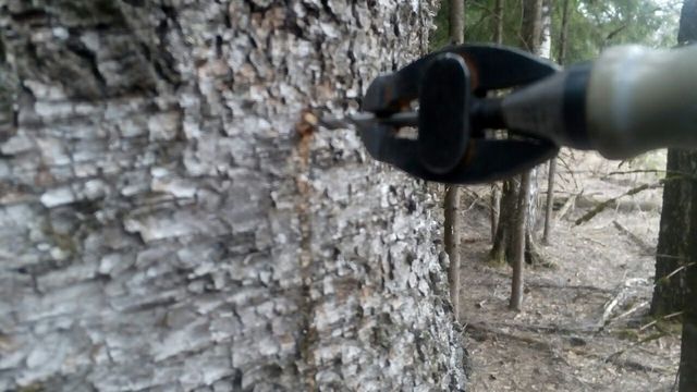 Не калечьте берёзы! Как правильно собирать берёзовый сок