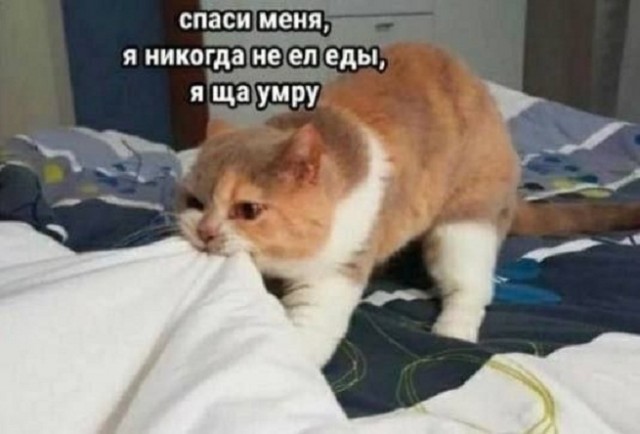 Картинки и мемы, всяко разно - 175