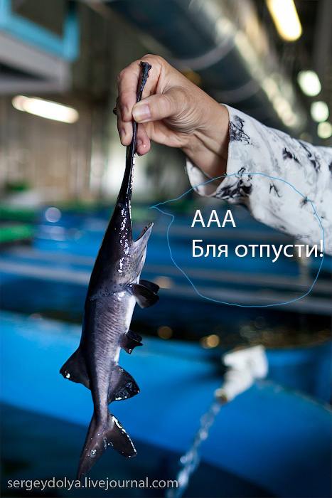 Астрахань. Как разводят осетров