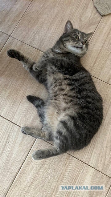 Котовторник
