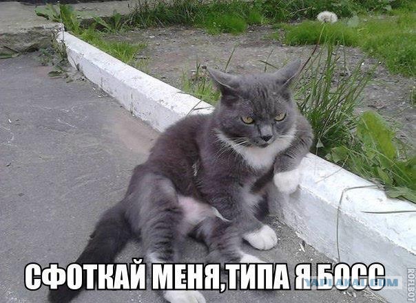 Немного о  Мейн Куне.