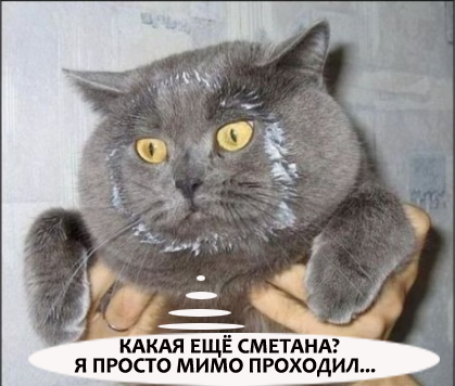 Ученые поняли, почему кошки пробуют воду лапой