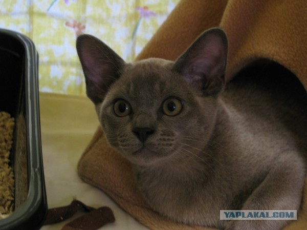Котовторник  30.07.2013