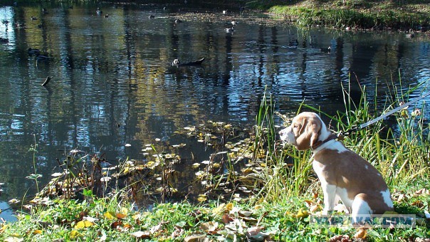 Собакочетверг на 02.01.2014