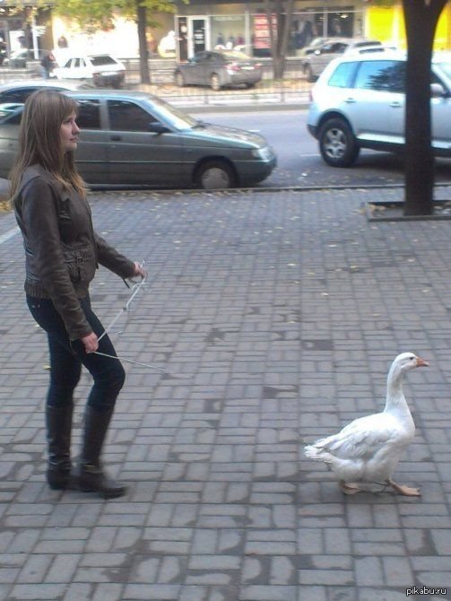 Ласковый Гусь